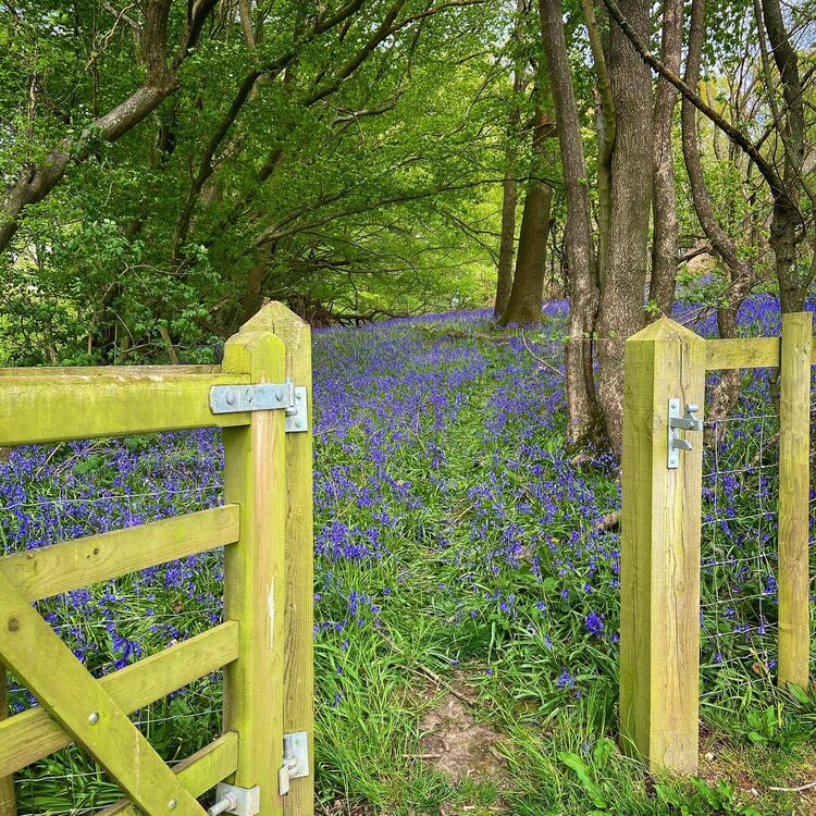 Cow Shed Workshop Bluebells